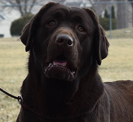 calm labrador retrievers